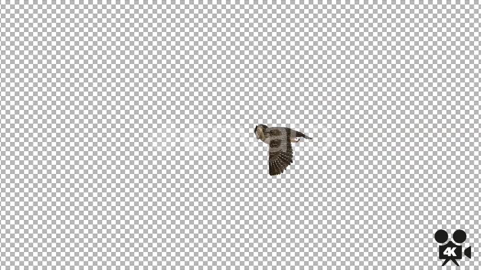 4K Owl Flying Videohive 22158805 Motion Graphics Image 2