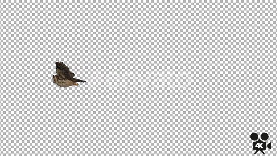 4K Owl Flying Videohive 22158805 Motion Graphics Image 3
