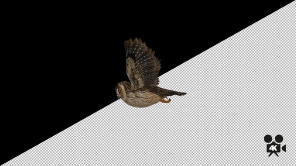 4K Owl Flying - 22158805 Videohive Download