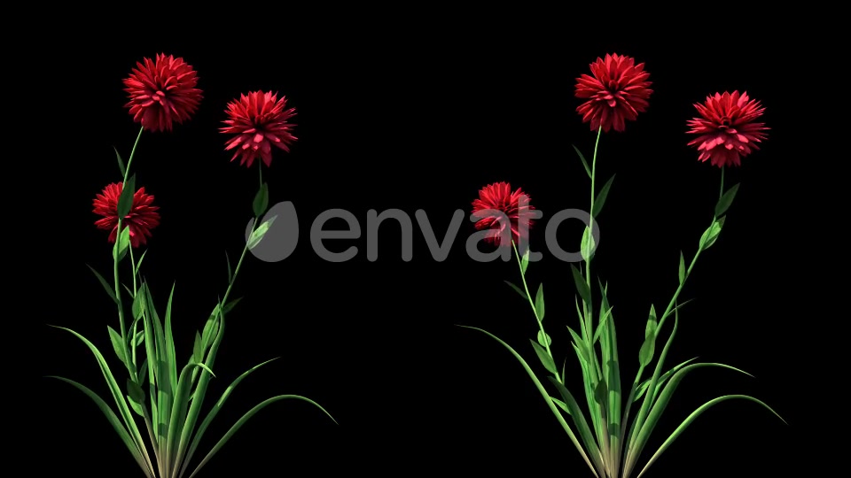 4K Pisacan Taraxacum Plant Growing Timelapse Videohive 22360114 Motion Graphics Image 3