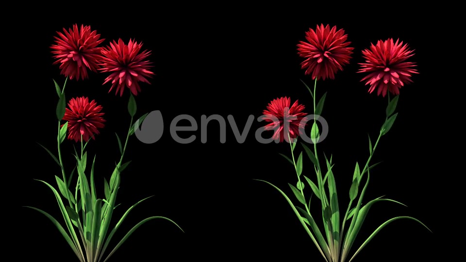 4K Pisacan Taraxacum Plant Growing Timelapse Videohive 22360114 Motion Graphics Image 4