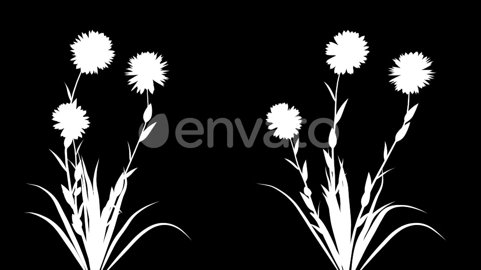 4K Pisacan Taraxacum Plant Growing Timelapse Videohive 22360114 Motion Graphics Image 7