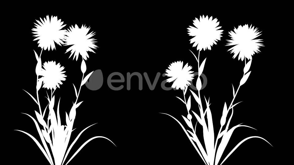 4K Pisacan Taraxacum Plant Growing Timelapse Videohive 22360114 Motion Graphics Image 8