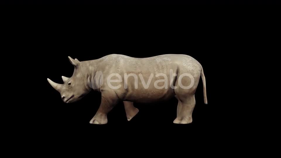 4K Rhinoceros Walking Videohive 23472801 Motion Graphics Image 1