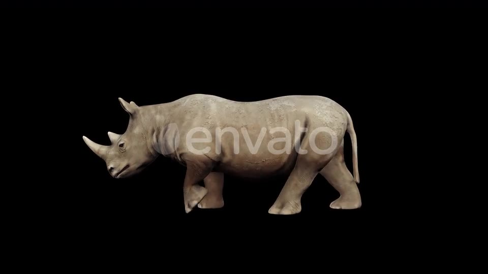 4K Rhinoceros Walking Videohive 23472801 Motion Graphics Image 2