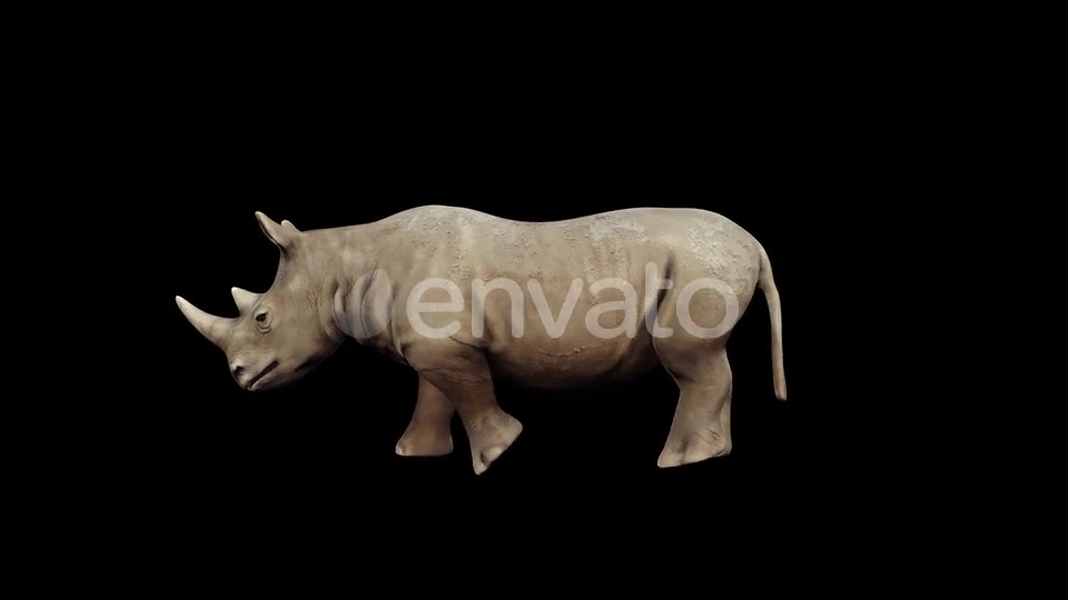 4K Rhinoceros Walking Videohive 23472801 Motion Graphics Image 3
