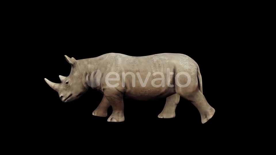 4K Rhinoceros Walking Videohive 23472801 Motion Graphics Image 4