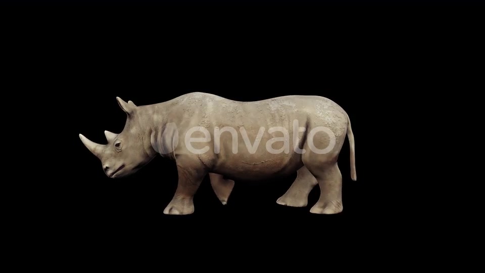4K Rhinoceros Walking Videohive 23472801 Motion Graphics Image 5