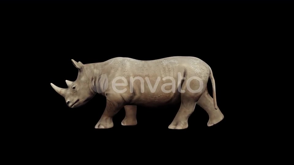 4K Rhinoceros Walking Videohive 23472801 Motion Graphics Image 6
