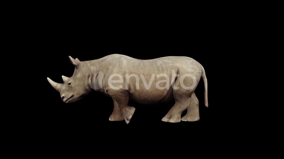 4K Rhinoceros Walking Videohive 23472801 Motion Graphics Image 7