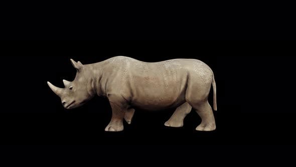 4K Rhinoceros Walking - 23472801 Download Videohive