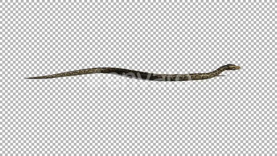 4K Snake Crawl Videohive 21696891 Motion Graphics Image 1