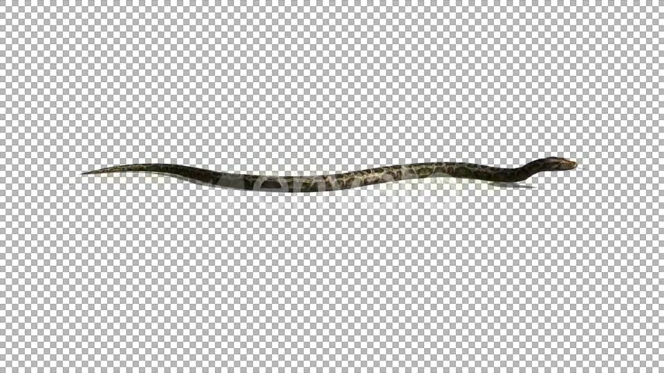 4K Snake Crawl Videohive 21696891 Motion Graphics Image 2