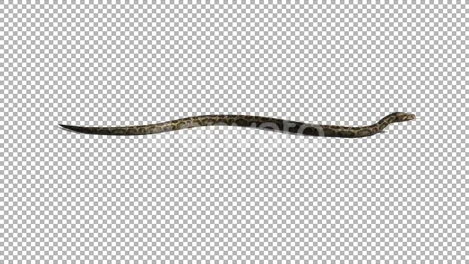 4K Snake Crawl Videohive 21696891 Motion Graphics Image 3