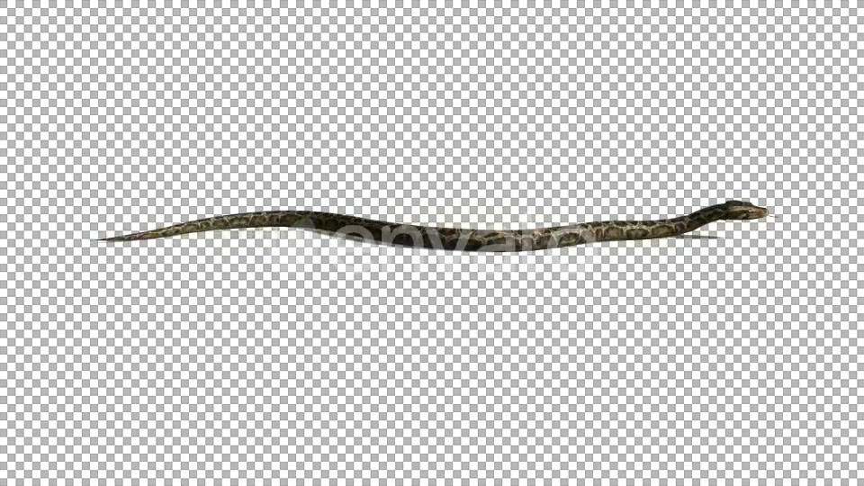 4K Snake Crawl Videohive 21696891 Motion Graphics Image 4