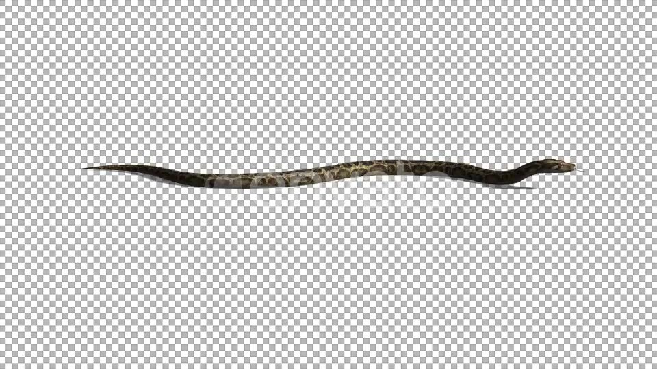 4K Snake Crawl Videohive 21696891 Motion Graphics Image 5