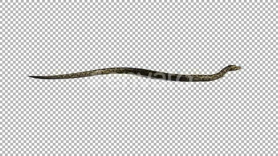 4K Snake Crawl Videohive 21696891 Motion Graphics Image 6
