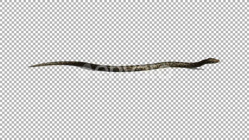 4K Snake Crawl Videohive 21696891 Motion Graphics Image 7