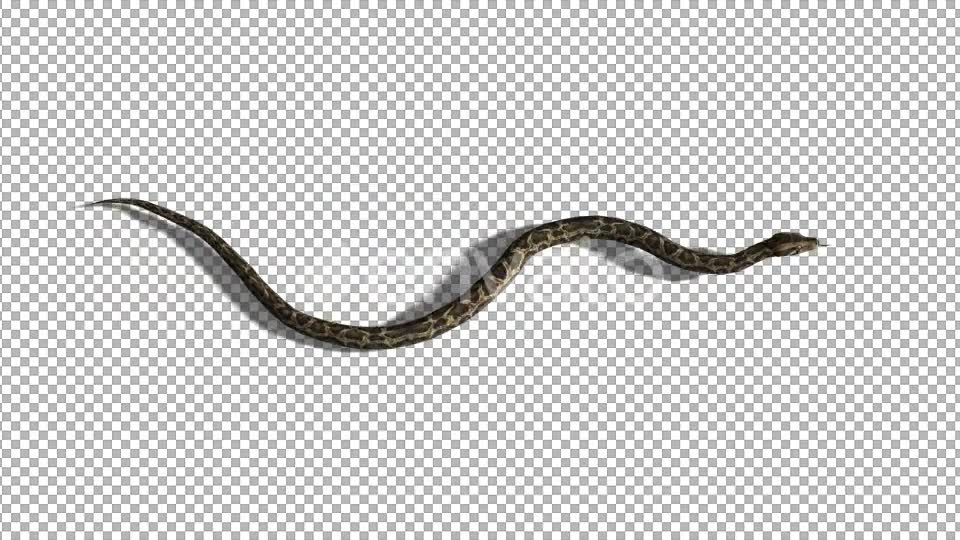 4K Snake Swim Top View Videohive 21697549 Motion Graphics Image 2