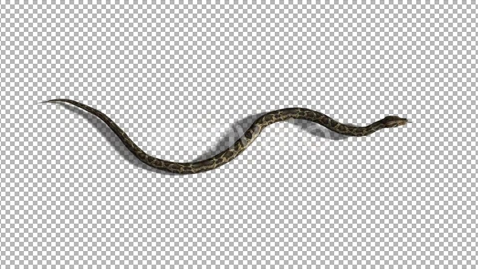 4K Snake Swim Top View Videohive 21697549 Motion Graphics Image 4