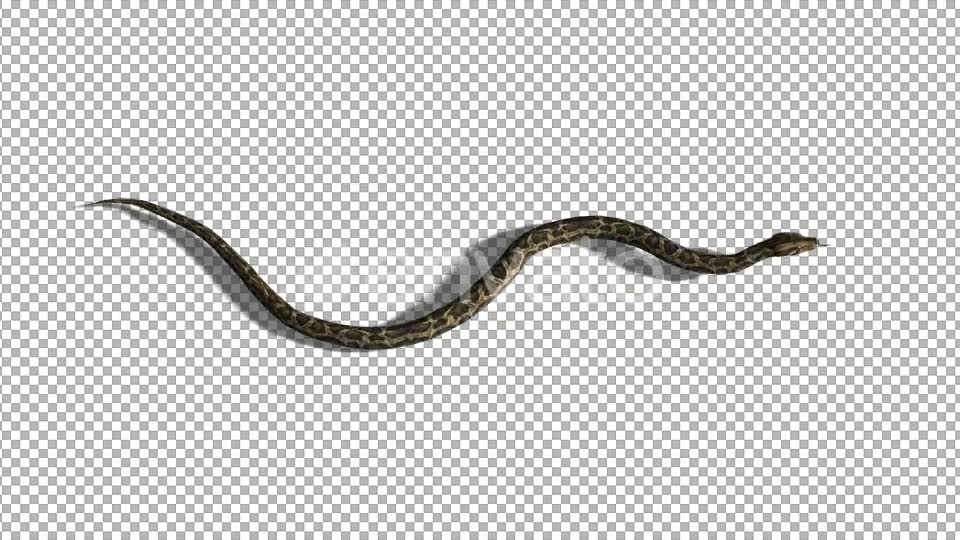 4K Snake Swim Top View Videohive 21697549 Motion Graphics Image 6