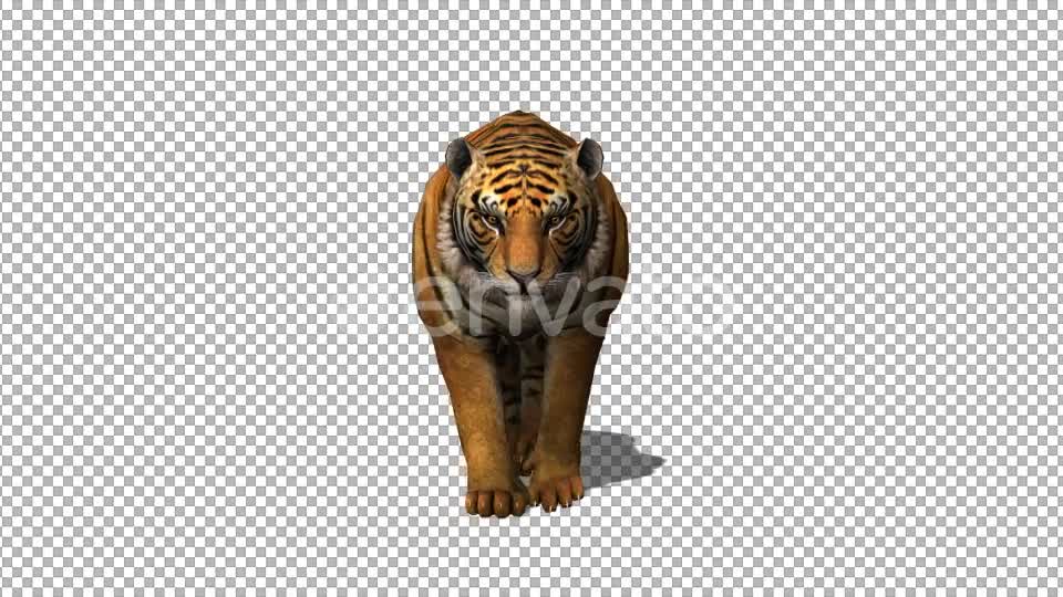 4K Tiger Walking Videohive 21696589 Motion Graphics Image 1