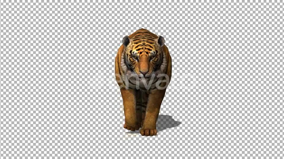4K Tiger Walking Videohive 21696589 Motion Graphics Image 2