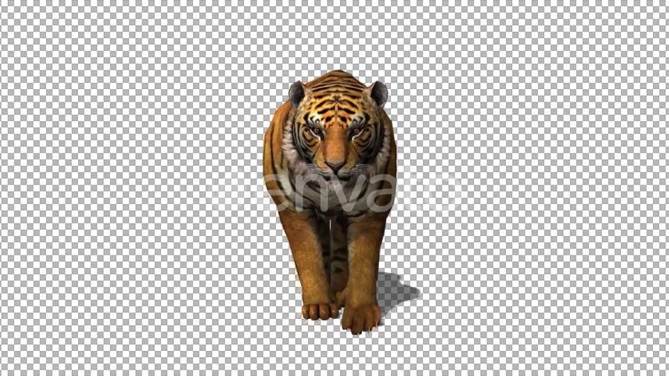 4K Tiger Walking Videohive 21696589 Motion Graphics Image 3