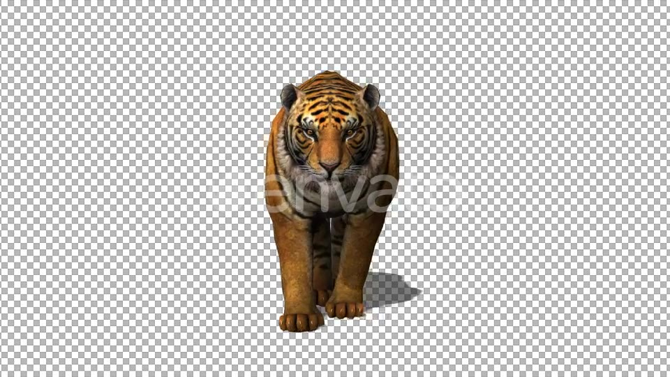 4K Tiger Walking Videohive 21696589 Motion Graphics Image 4