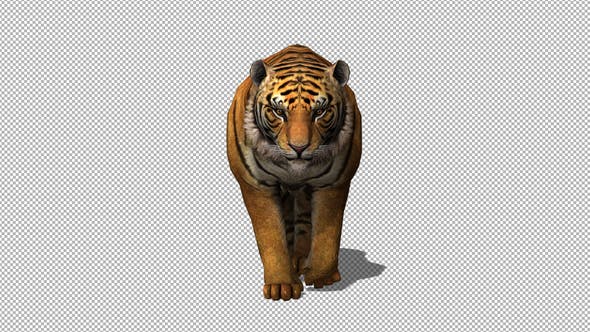 4K Tiger Walking - 21696589 Videohive Download