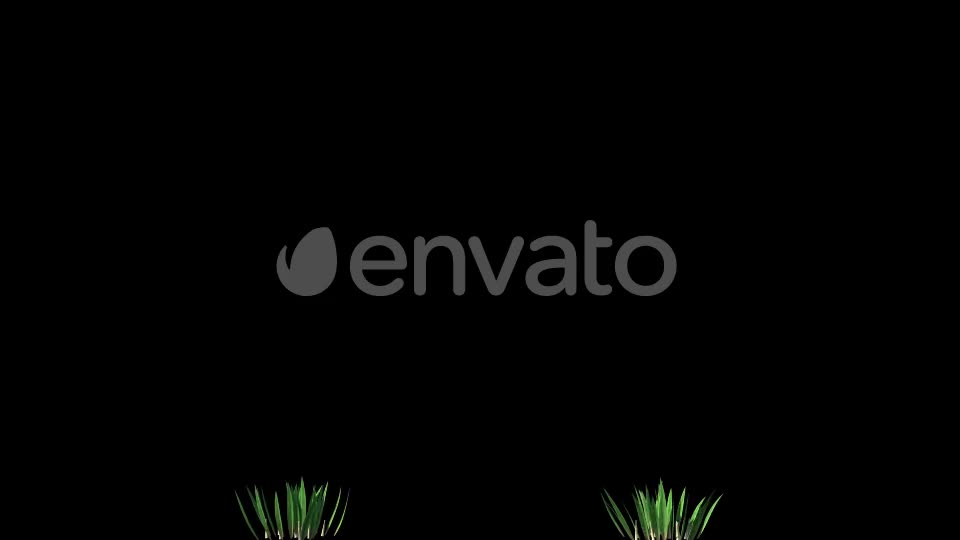 4K Wheat Plant Growing Timelapse with Alpha Matte Videohive 22359866 Motion Graphics Image 1