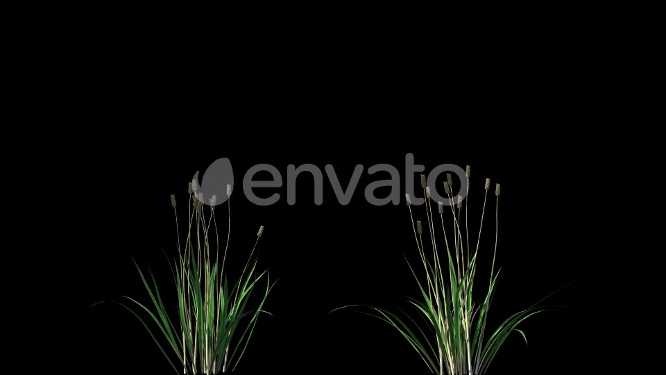 4K Wheat Plant Growing Timelapse with Alpha Matte Videohive 22359866 Motion Graphics Image 2