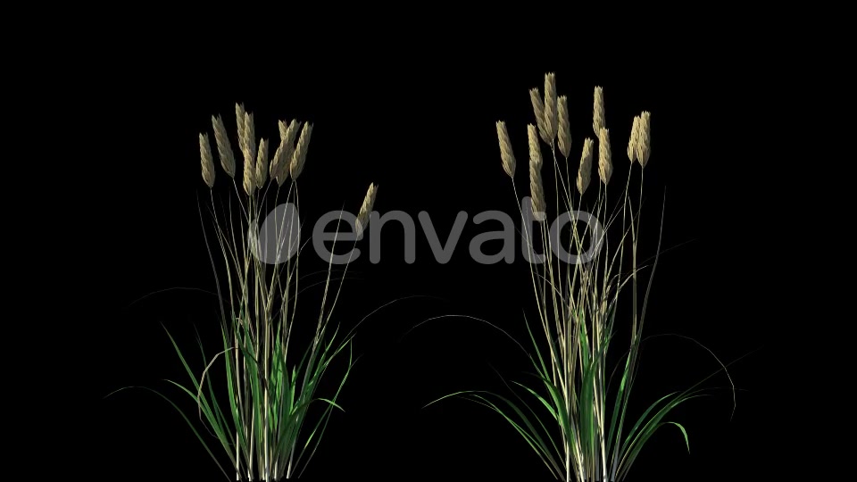 4K Wheat Plant Growing Timelapse with Alpha Matte Videohive 22359866 Motion Graphics Image 3
