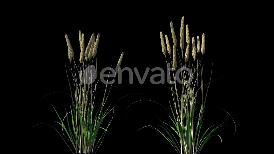 4K Wheat Plant Growing Timelapse with Alpha Matte Videohive 22359866 Motion Graphics Image 4