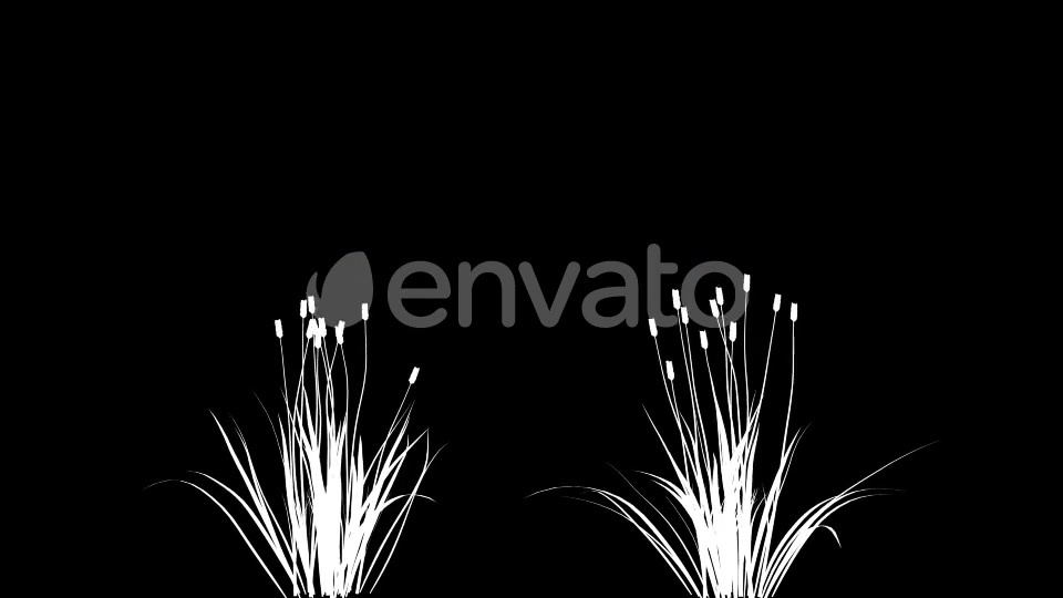 4K Wheat Plant Growing Timelapse with Alpha Matte Videohive 22359866 Motion Graphics Image 6