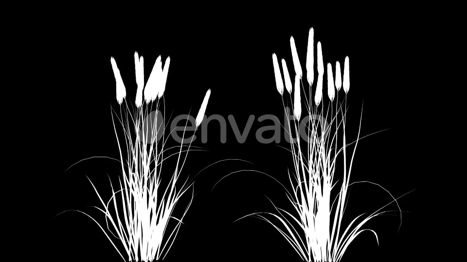 4K Wheat Plant Growing Timelapse with Alpha Matte Videohive 22359866 Motion Graphics Image 8