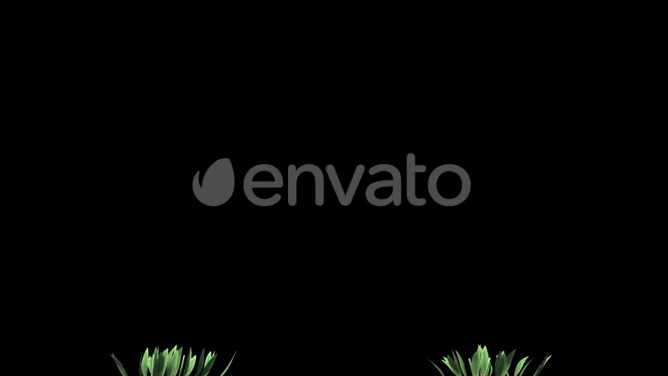 4K Wild Flower Growing Timelapse Videohive 22359656 Motion Graphics Image 1