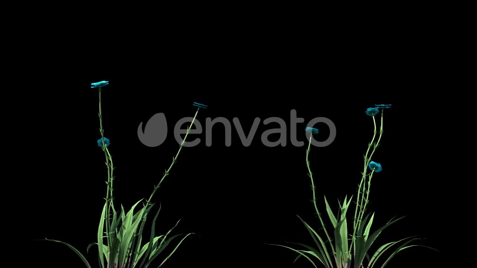 4K Wild Flower Growing Timelapse Videohive 22359656 Motion Graphics Image 2