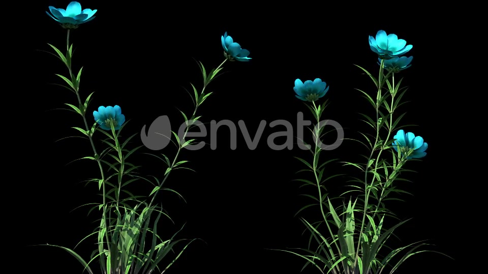 4K Wild Flower Growing Timelapse Videohive 22359656 Motion Graphics Image 3