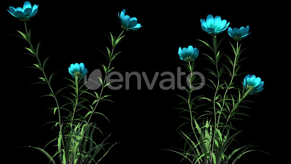 4K Wild Flower Growing Timelapse Videohive 22359656 Motion Graphics Image 4