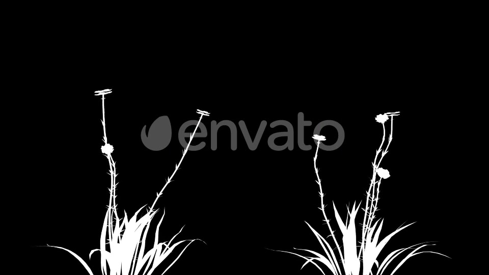 4K Wild Flower Growing Timelapse Videohive 22359656 Motion Graphics Image 6