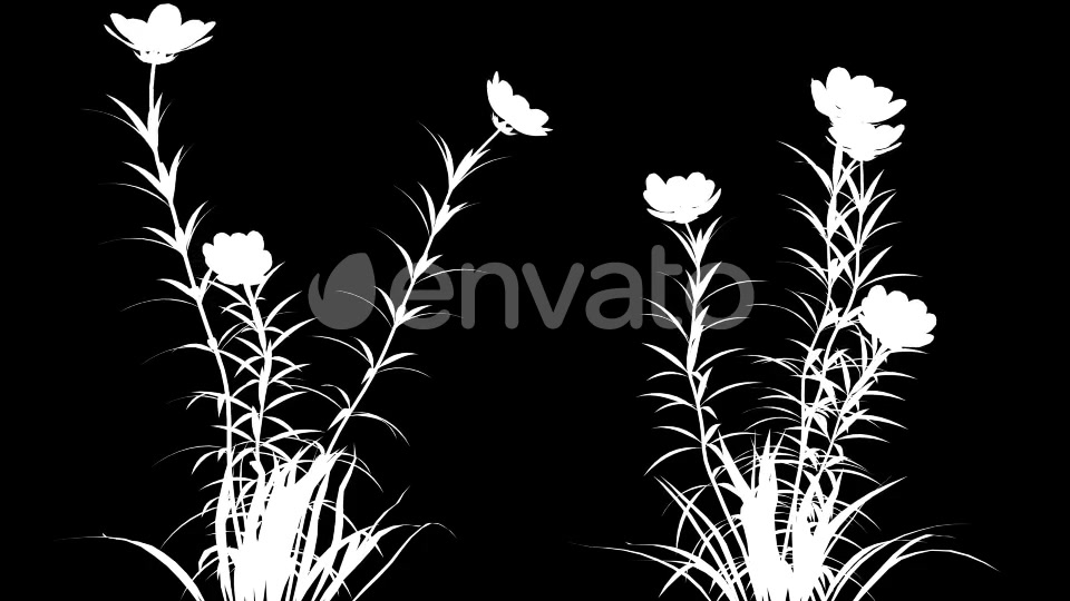 4K Wild Flower Growing Timelapse Videohive 22359656 Motion Graphics Image 7