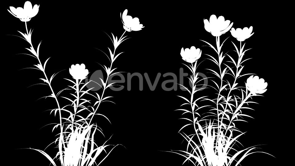 4K Wild Flower Growing Timelapse Videohive 22359656 Motion Graphics Image 8