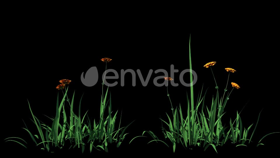 4K Yellow Rose Flowers Timelapse Videohive 22359960 Motion Graphics Image 2