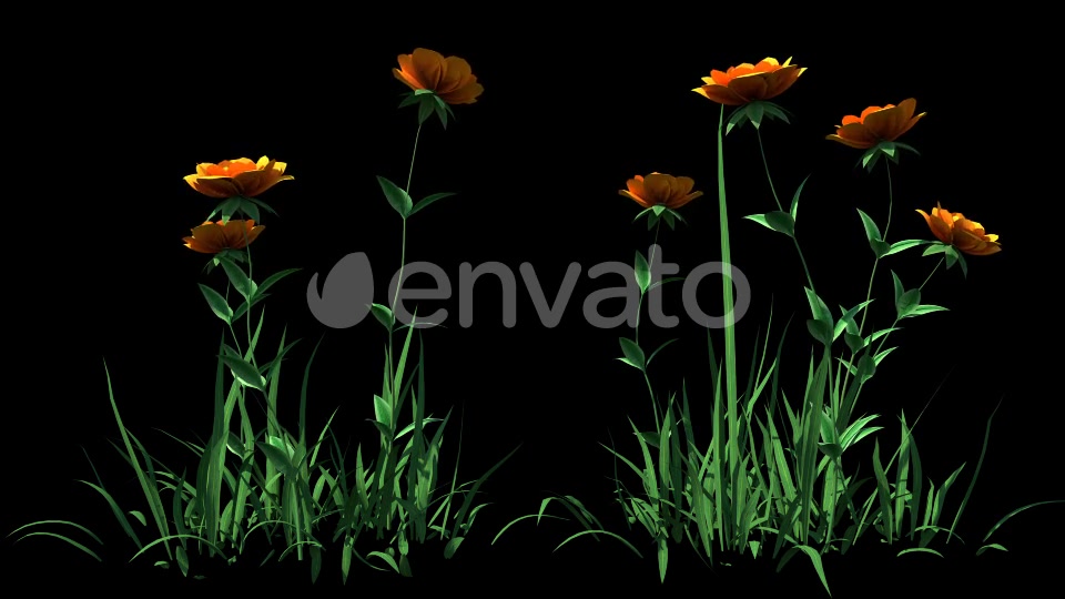 4K Yellow Rose Flowers Timelapse Videohive 22359960 Motion Graphics Image 3
