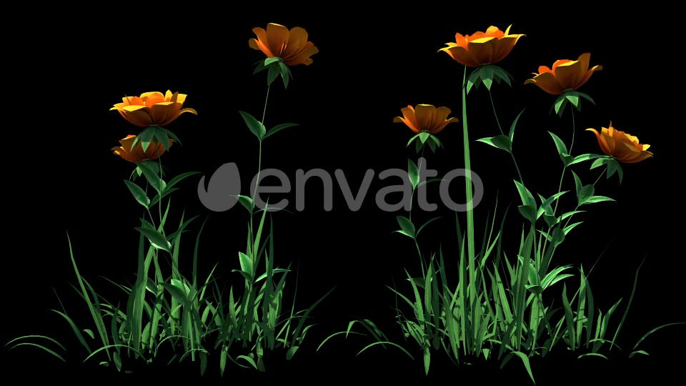 4K Yellow Rose Flowers Timelapse Videohive 22359960 Motion Graphics Image 4