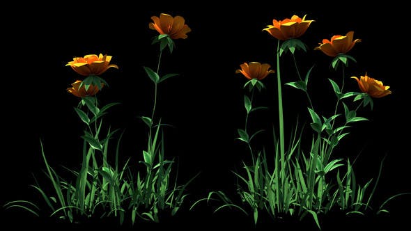 4K Yellow Rose Flowers Timelapse - Videohive 22359960 Download