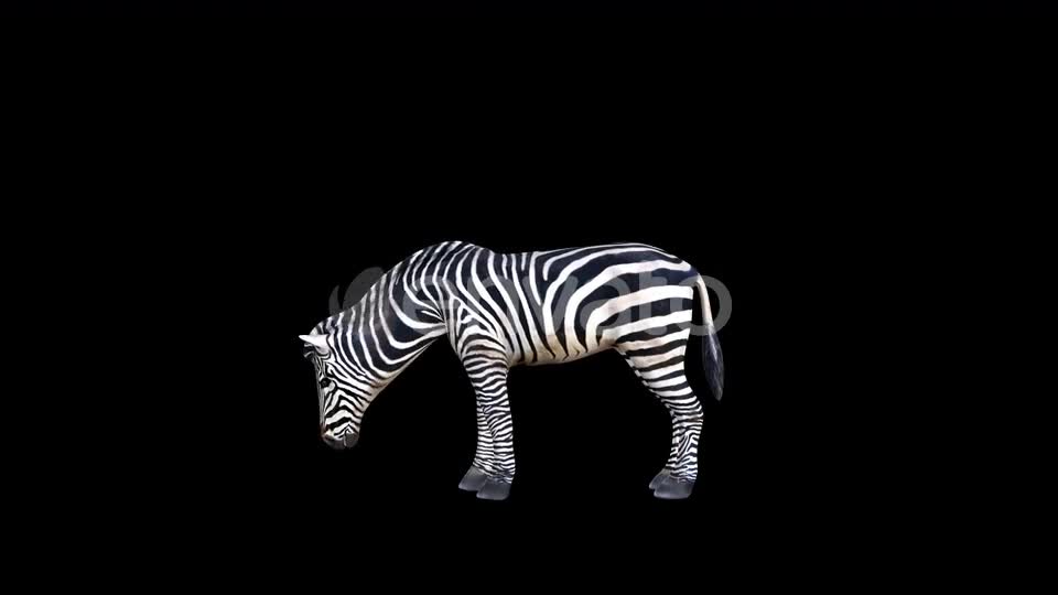 4K Zebra Eat Videohive 23469385 Motion Graphics Image 1