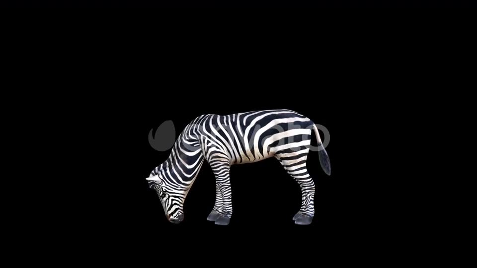 4K Zebra Eat Videohive 23469385 Motion Graphics Image 2