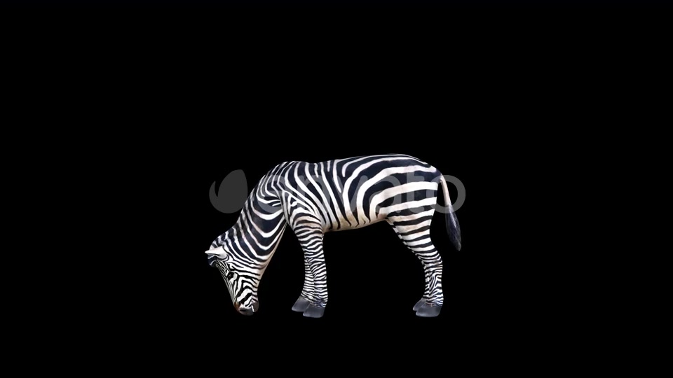 4K Zebra Eat Videohive 23469385 Motion Graphics Image 3